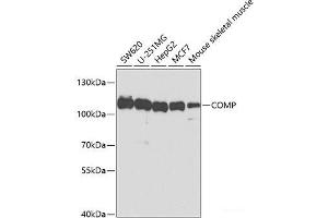 Western blot analysis of extracts of various cell lines using COMP Polyclonal Antibody at dilution of 1:1000. (COMP 抗体)