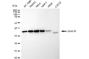 Western blotting analysis using SNRPA antibody (ABIN7800378).
