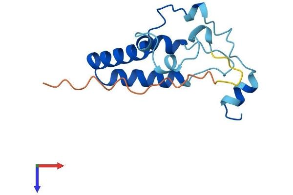 POMP Protein (AA 1-141) (His tag)