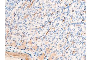 ABIN6267068 at 1/100 staining rat gastric tissue sections by IHC-P. (Smooth Muscle Actin 抗体  (N-Term))
