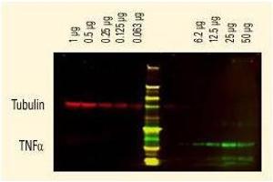 DyLight™ dyes can be used for two-color Western Blot detection with low background and high signal. (山羊 anti-兔 IgG (Heavy & Light Chain) Antibody (DyLight 680) - Preadsorbed)