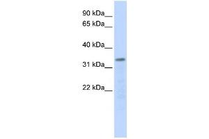 Western Blotting (WB) image for anti-Polymerase (RNA) III (DNA Directed) Polypeptide F, 39 KDa (POLR3F) antibody (ABIN2459222) (POLR3F 抗体)