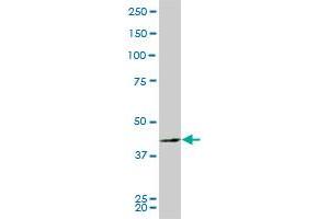 PBK monoclonal antibody (M03), clone 2D6. (PBK 抗体  (AA 1-322))