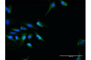 Immunofluorescence of purified MaxPab antibody to SEC13 on HeLa cell. (SEC13 抗体  (AA 1-325))