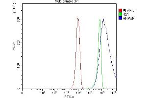 Flow Cytometry analysis of Hela cells using anti-AP-B/RNPEP antibody (ABIN7602252). (RNPEP 抗体  (AA 66-648))