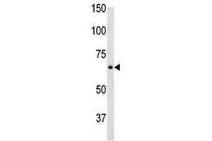 Glial fibrillary acidic protein antibody used in western blot to detect GFAP in mouse brain tissue lysate