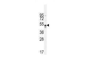 hTNFR-p (ABIN655093 and ABIN2844728) western blot analysis in A549 cell line lysates (35 μg/lane). (TNFR-S274 (AA 252-281) 抗体)