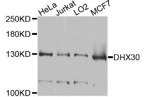 Western blot analysis of extracts of various cells, using DHX30 antibody. (DHX30 抗体)