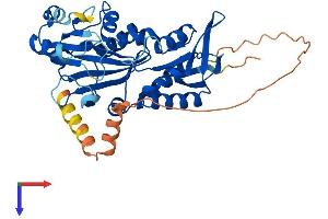 RIMKLB Protein (AA 1-386) (His tag)