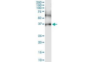 Immunoprecipitation of CD200R1 transfected lysate using anti-CD200R1 MaxPab rabbit polyclonal antibody and Protein A Magnetic Bead , and immunoblotted with CD200R1 purified MaxPab mouse polyclonal antibody (B01P) . (CD200R1 抗体  (AA 1-348))