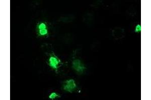 Anti-MEF2C mouse monoclonal antibody (ABIN2454283) immunofluorescent staining of COS7 cells transiently transfected by pCMV6-ENTRY MEF2C (RC220584). (MEF2C 抗体)