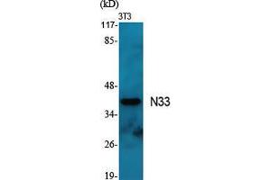 Western Blot (WB) analysis of specific cells using N33 Polyclonal Antibody. (TUSC3 抗体  (Internal Region))