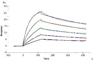 Surface Plasmon Resonance (SPR) image for Interleukin 23 Receptor (IL23R) (AA 24-355) protein (mFc Tag) (ABIN7275031)