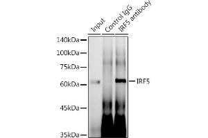 Immunoprecipitation analysis of 600 μg extracts of Mouse thymus using 3 μg IRF5 antibody (ABIN7267957). (IRF5 抗体)