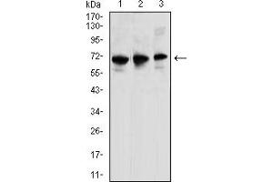Western blot analysis using CD196 mouse mAb against K562 (1), THP-1 (2), and HL-60 (3) cell lysate.