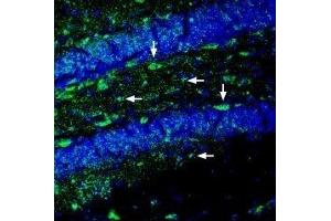 Expression of Ephrin-A2 in mouse hippocampus - Immunohistochemical staining of perfusion-fixed frozen mouse brain sections with Anti-Ephrin-A2 (extracellular) Antibody (ABIN7043129, ABIN7044257 and ABIN7044258), (1:200), followed by goat-anti-rabbit-AlexaFluor-488. (Ephrin A2 抗体  (Extracellular))