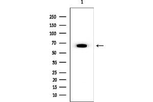 Western blot analysis of lysates from EC304 cells, using SMG9 Mouse Monoclonal Antibody at 1/1000 dilution.