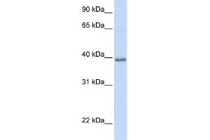 WB Suggested Anti-TSPAN10 Antibody Titration:  0. (TSPAN10 抗体  (N-Term))