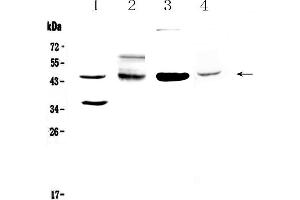 Western blot analysis of CD200/OX2 using anti-CD200/OX2 antibody . (CD200 抗体  (AA 31-231))