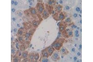 IHC-P analysis of Mouse Tissue, with DAB staining. (MSMB 抗体  (AA 21-113))