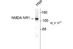 Western blots of 10 ug of rat hippocampal (Hipp) lysate showing specific immunolabeling of the ~120k NR1 subunit of the NMDA receptor.