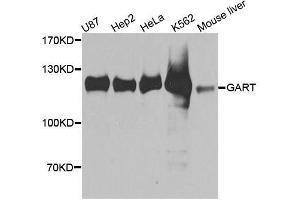 Western blot analysis of extracts of various cell lines, using GART antibody. (GART 抗体  (AA 1-320))