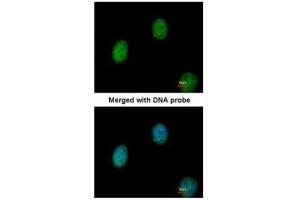 ICC/IF Image Immunofluorescence analysis of paraformaldehyde-fixed HeLa, using C1orf165, antibody at 1:200 dilution. (BEND5 抗体)