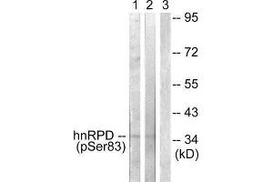 Western Blotting (WB) image for anti-Heterogeneous Nuclear Ribonucleoprotein D (HNRNPD) (pSer83) antibody (ABIN1847380) (HNRNPD/AUF1 抗体  (pSer83))