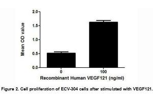 Image no. 2 for Vascular Endothelial Cell Growth Factor 121 (VEGF121) (AA 28-147) (Active) protein (His tag) (ABIN6239782)