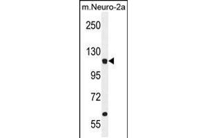 Western blot analysis in mouse Neuro-2a cell line lysates (35ug/lane). (LARS 抗体  (N-Term))