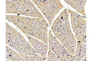 ABIN7096337 and ABIN7100399 at 1/100 staining mouse ovarian tissue by IHC-P. (Multimerin 1 抗体)