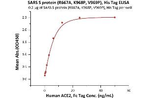 Immobilized SARS S protein (R667A, K968P, V969P), His Tag (ABIN6973214) at 2 μg/mL (100 μL/well) can bind Human ACE2, Fc Tag (ABIN6952459,ABIN6952465) with a linear range of 0. (SARS-CoV Spike Protein (AA 14-1195) (His tag))