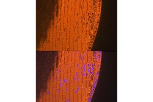 Immunofluorescence analysis of mouse eye using CRYAA Rabbit mAb (ABIN7266527) at dilution of 1:100 (40x lens). (CRYAA 抗体)