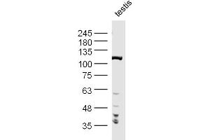 Mouse Testis lysates probed with PPP1R10 Polyclonal Antibody, Unconjugated  at 1:300 dilution and 4˚C overnight incubation. (PPP1R10 抗体  (AA 151-250))