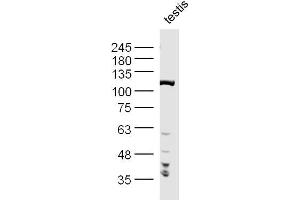 Mouse Testis lysates probed with PPP1R10 Polyclonal Antibody, Unconjugated  at 1:300 dilution and 4˚C overnight incubation. (PPP1R10 抗体  (AA 151-250))