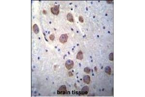 RGS7 Antibody (C-term) (ABIN655954 and ABIN2845340) immunohistochemistry analysis in formalin fixed and paraffin embedded human brain tissue followed by peroxidase conjugation of the secondary antibody and DAB staining. (RGS7 抗体  (C-Term))