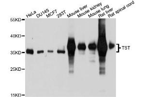 Western blot analysis of extracts of various cell lines, using TST antibody. (TST 抗体)