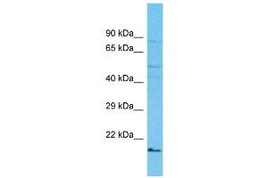 Host: Rabbit Target Name: IZUMO2 Sample Type: OVCAR-3 Whole cell lysates Antibody Dilution: 1. (IZUMO2 抗体  (C-Term))