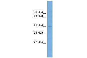 WB Suggested Anti-PPP1R8 Antibody Titration:  0. (PPP1R8 抗体  (N-Term))