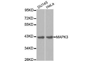 Western blot analysis of extracts of various cell lines, using MAPK3 antibody. (ERK1 抗体  (AA 1-100))