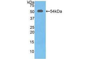 Western blot analysis of recombinant Mouse SLC3A2. (SLC3A2 抗体  (AA 285-522))