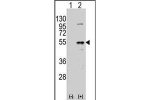 Western blot analysis of Dtnbp1 (arrow) using rabbit Dtnbp1 polyclonal antibody . (DTNBP1 抗体  (N-Term))