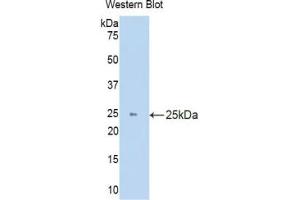 Detection of Recombinant HO1, Mouse using Polyclonal Antibody to Heme Oxygenase 1 (HO1) (HMOX1 抗体  (AA 99-237))