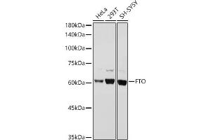 Western blot analysis of extracts of various cell lines, using FTO antibody (ABIN6131655, ABIN6140795, ABIN6140796 and ABIN6218529) at 1:1000 dilution. (FTO 抗体  (AA 416-505))