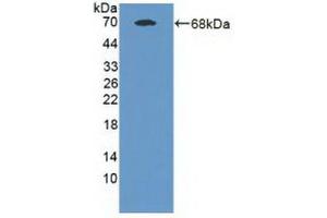Western blot analysis of recombinant Human MAN1A1. (MAN1A1 抗体  (Glu653))