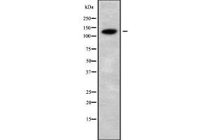 Western blot analysis of CATSPERB using COLO205 whole cell lysates (CATSPERB 抗体  (C-Term))