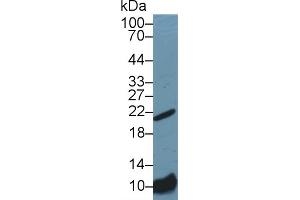 Western Blotting (WB) image for anti-BCL2-Associated X Protein (BAX) (AA 1-158) antibody (ABIN7439375)