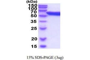 SDS-PAGE (SDS) image for Protein Disulfide Isomerase Family A, Member 3 (PDIA3) (AA 25-505) (Active) protein (His tag) (ABIN6388060) (PDIA3 Protein (AA 25-505) (His tag))