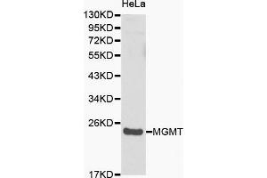 Western blot analysis of Hela cell lysate using MGMT antibody. (MGMT 抗体  (AA 1-207))