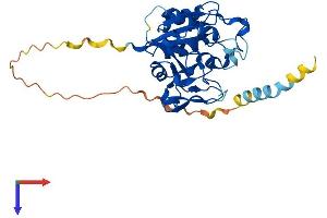 B3GAT2 Protein (AA 1-323) (His tag)